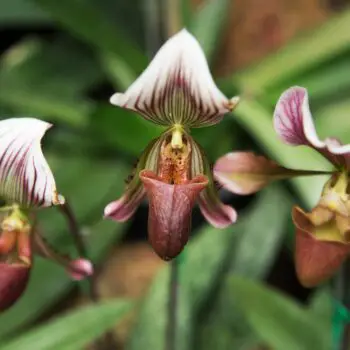 The Amazing Family of Orchids