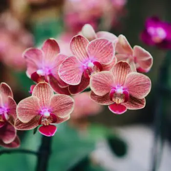 The History, Meaning and Symbolism of Orchids