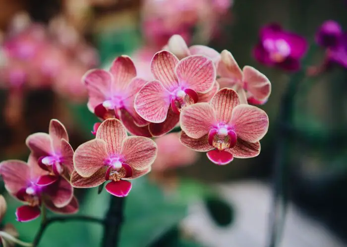 The History, Meaning and Symbolism of Orchids