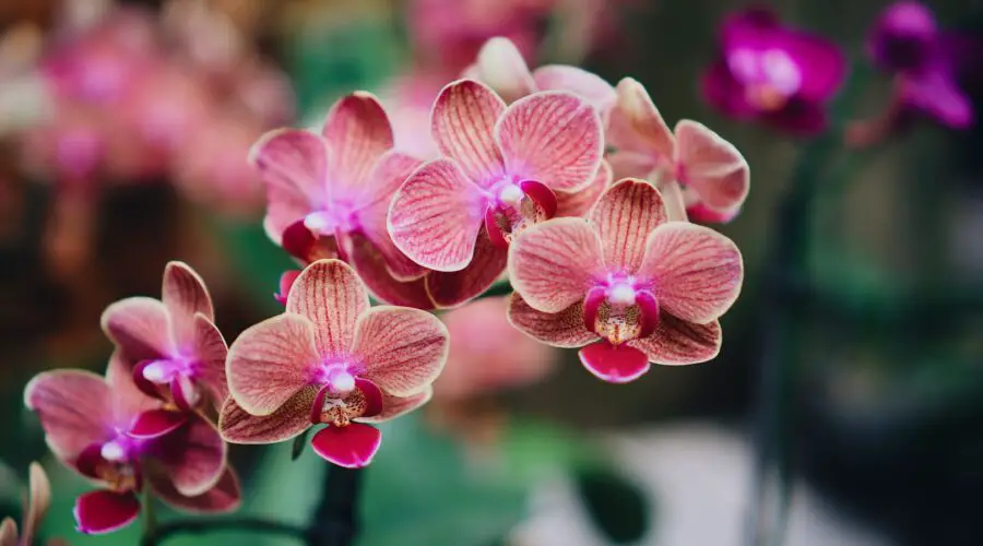 The History, Meaning and Symbolism of Orchids