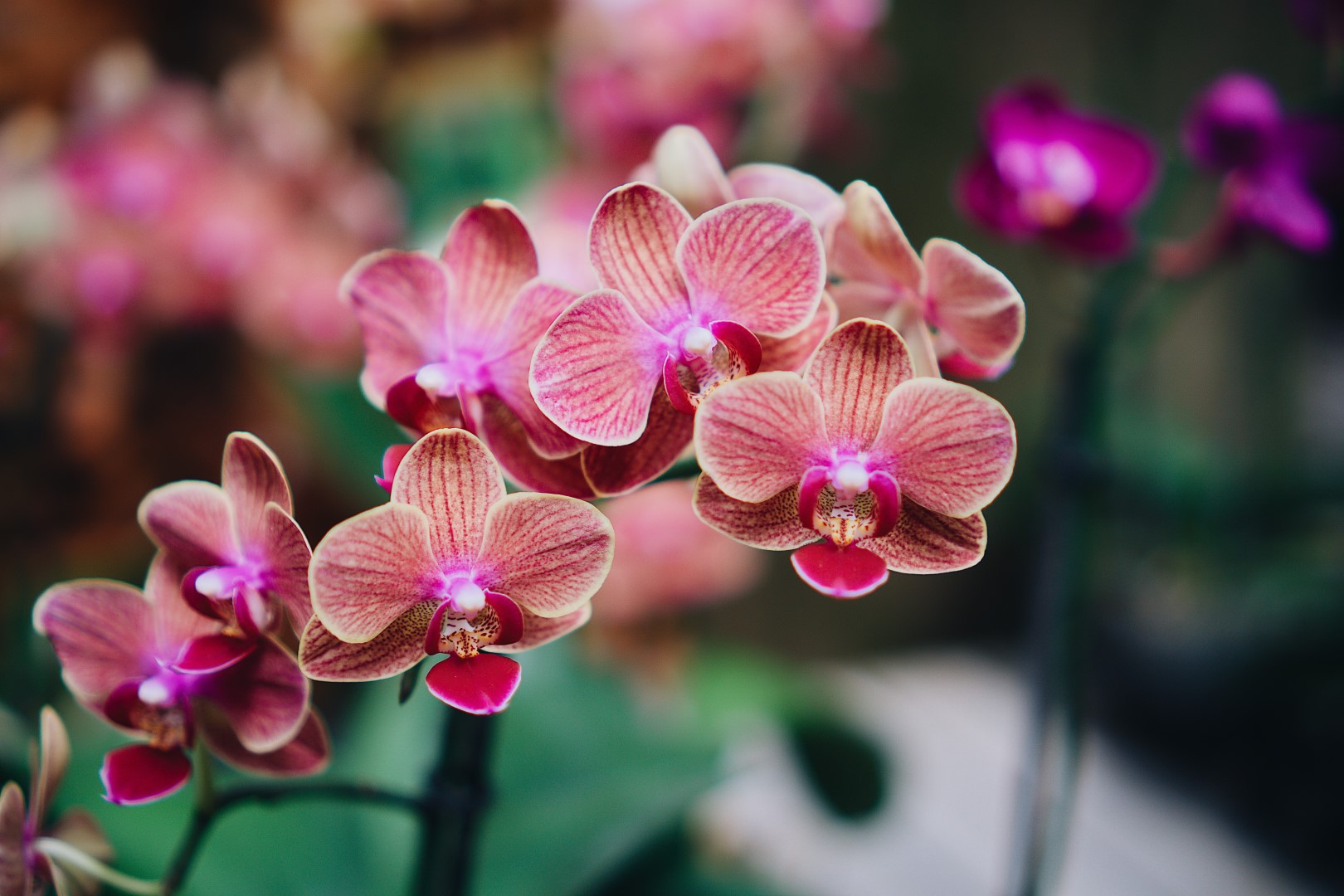 The History, Meaning and Symbolism of Orchids A to Z Flowers