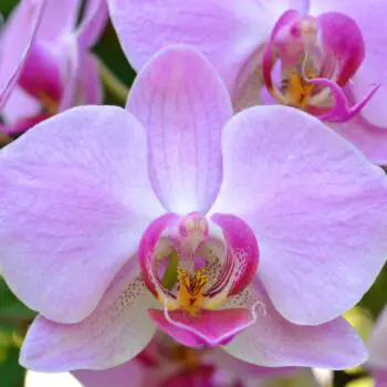 The Amazing Family of Orchids