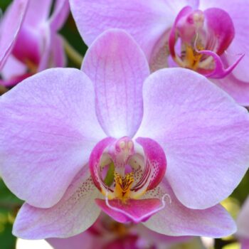 The Amazing Family of Orchids