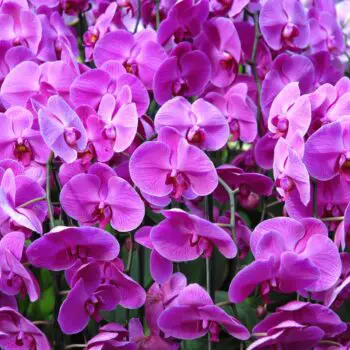 The History, Meaning and Symbolism of Orchids
