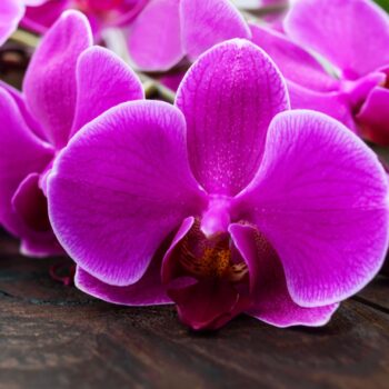 The History, Meaning and Symbolism of Orchids