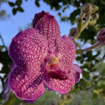 The Amazing Family of Orchids