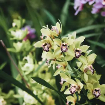 The History, Meaning and Symbolism of Orchids