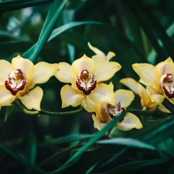 The Amazing Family of Orchids