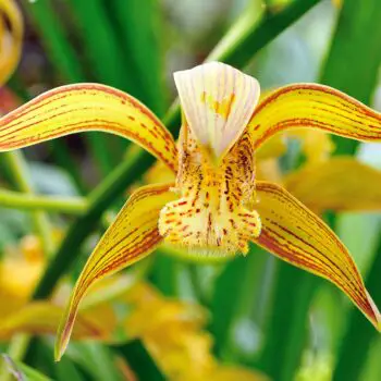 The History, Meaning and Symbolism of Orchids