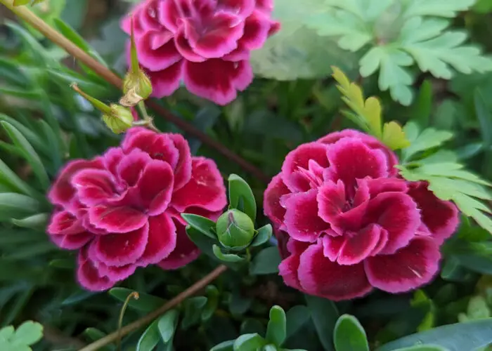 How to Plant, Grow and Care for Carnations