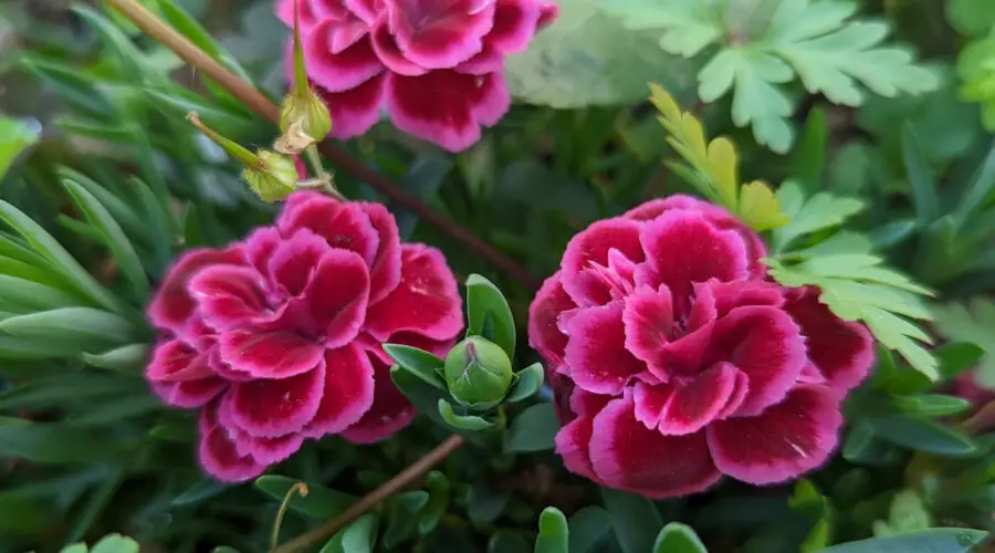 How to Plant, Grow and Care for Carnations