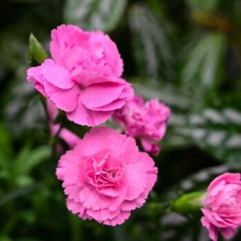 How to Plant, Grow and Care for Carnations