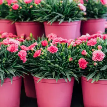 How to Plant, Grow and Care for Carnations