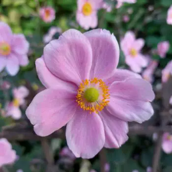 Anemone Flower Meaning and Symbolism