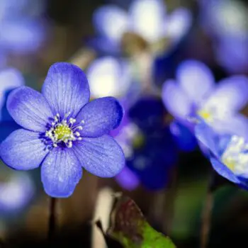 Anemone Flower Meaning and Symbolism