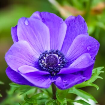 Anemone Flower Meaning and Symbolism