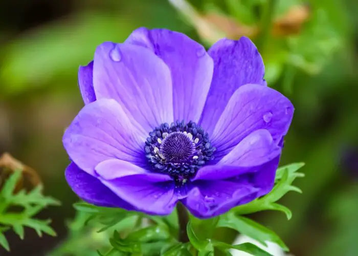 Anemone Flower Meaning and Symbolism