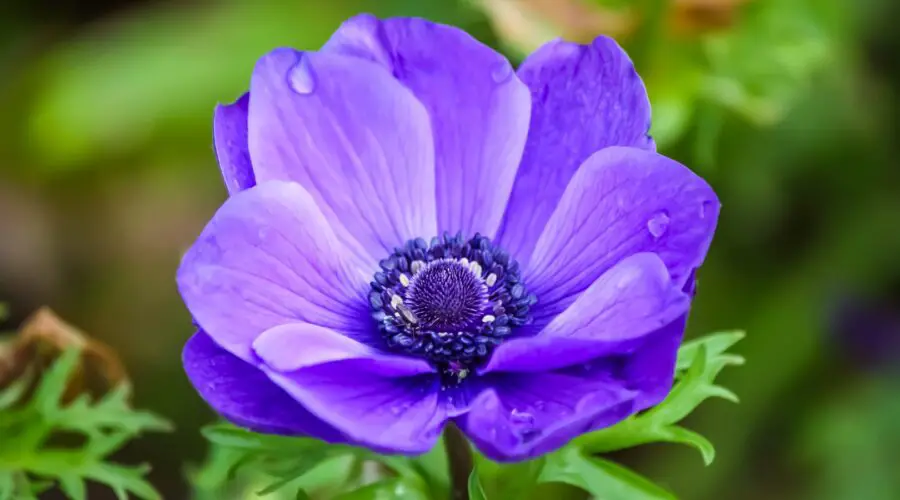 Anemone Flower Meaning and Symbolism