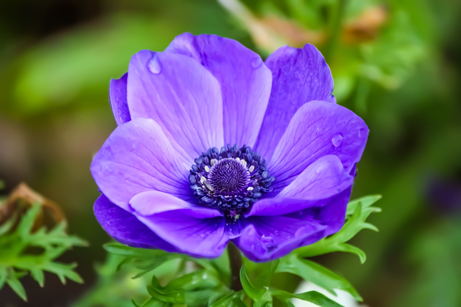 Mastering The Art Of Planting Anemone A Comprehensive Guide