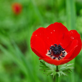 Anemone Flower Meaning and Symbolism