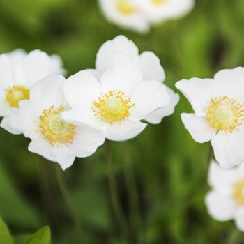 Anemone Flower Meaning and Symbolism