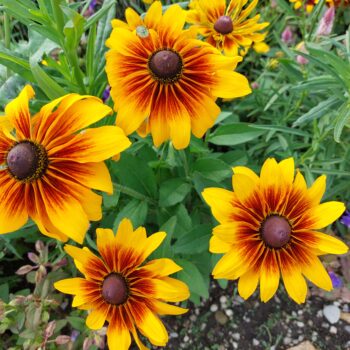 Top 5 Easy-to-Grow Perennials for Beginner Gardeners