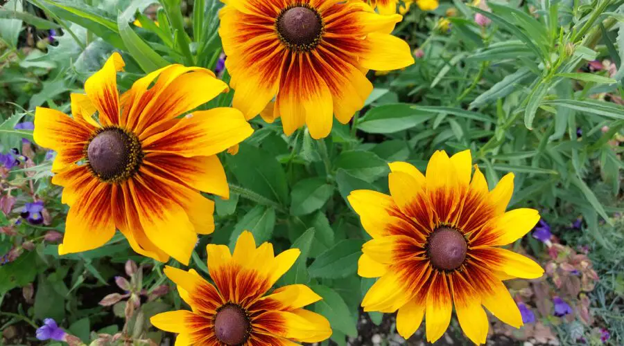 Top 5 Easy-to-Grow Perennials for Beginner Gardeners