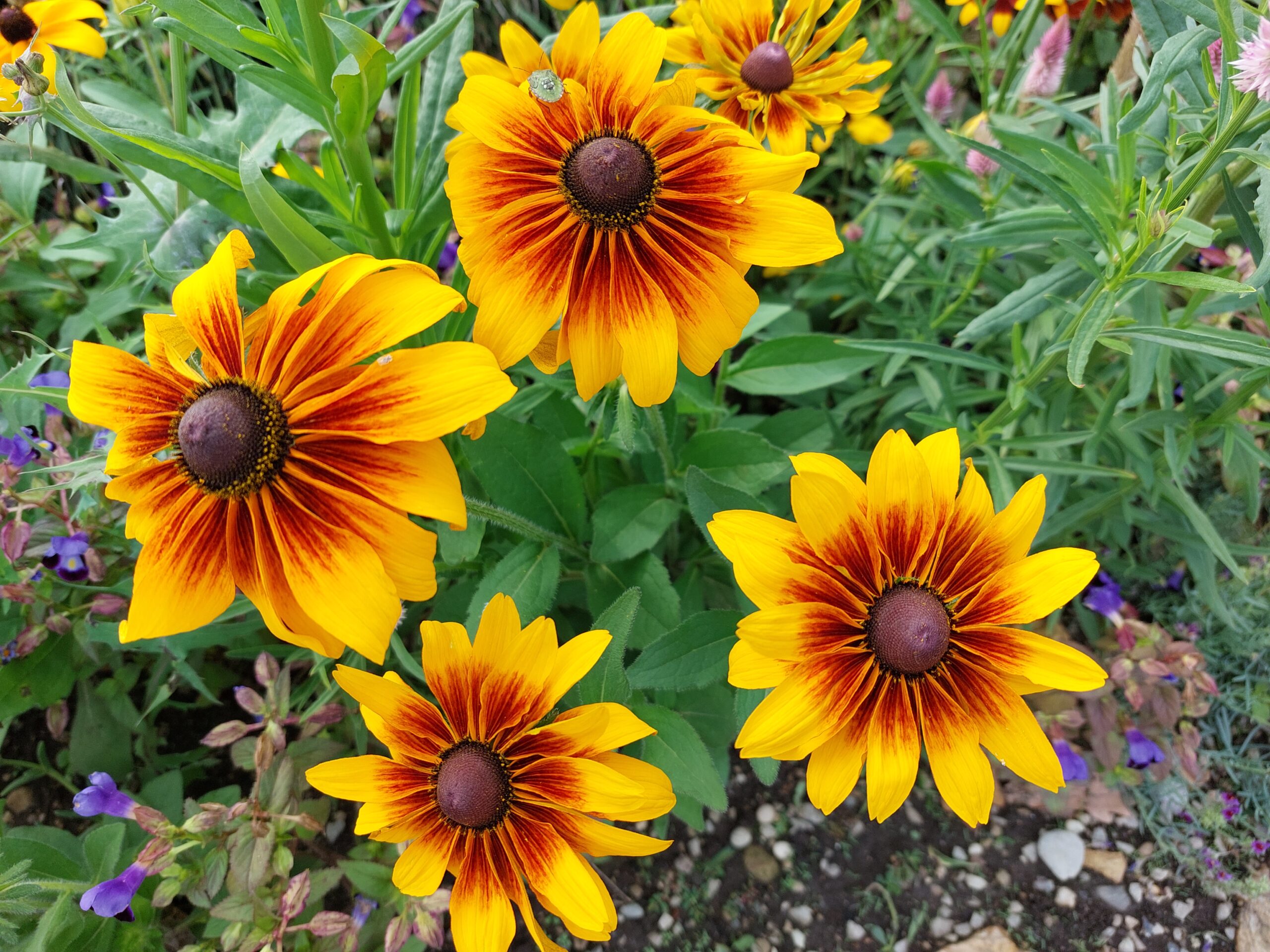 easy-to-grow perennial flowers