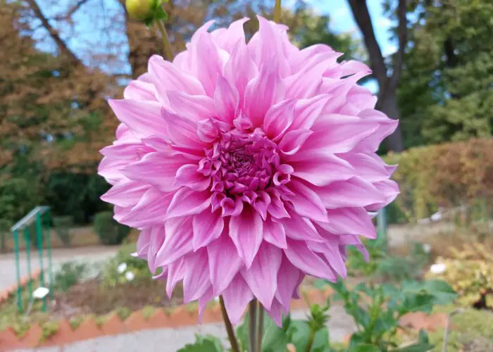 Dahlia Flower Meaning, Symbolism and History