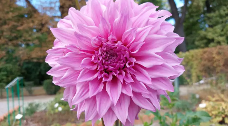 Dahlia Flower Meaning, Symbolism and History