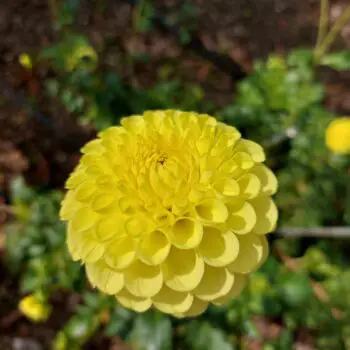 A Guide to Growing and Caring For Dahlias