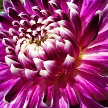 Dahlia Flower Meaning, Symbolism and History