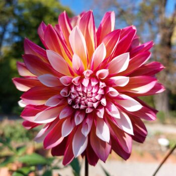 A Guide to Growing and Caring For Dahlias