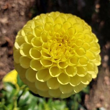 Dahlia Flower Meaning, Symbolism and History