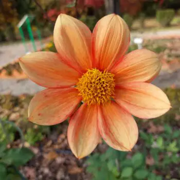 A Guide to Growing and Caring For Dahlias