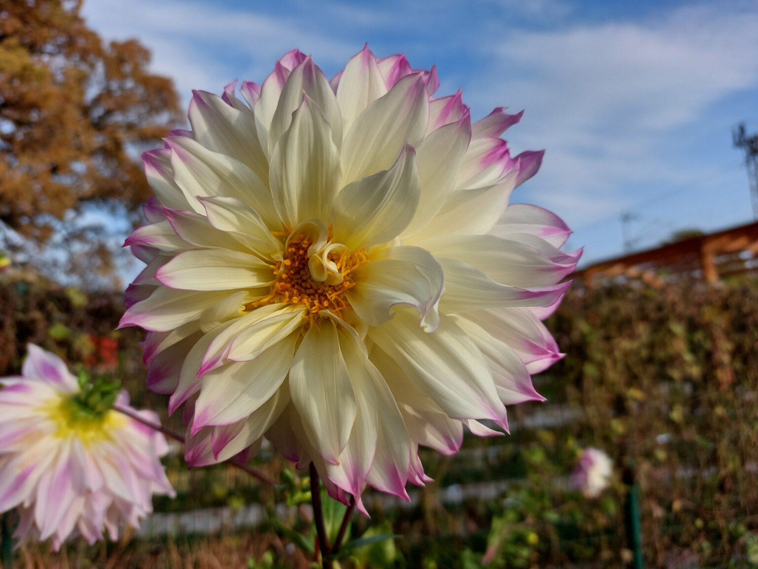 Dahlia Flower Meaning, Symbolism and History A to Z Flowers