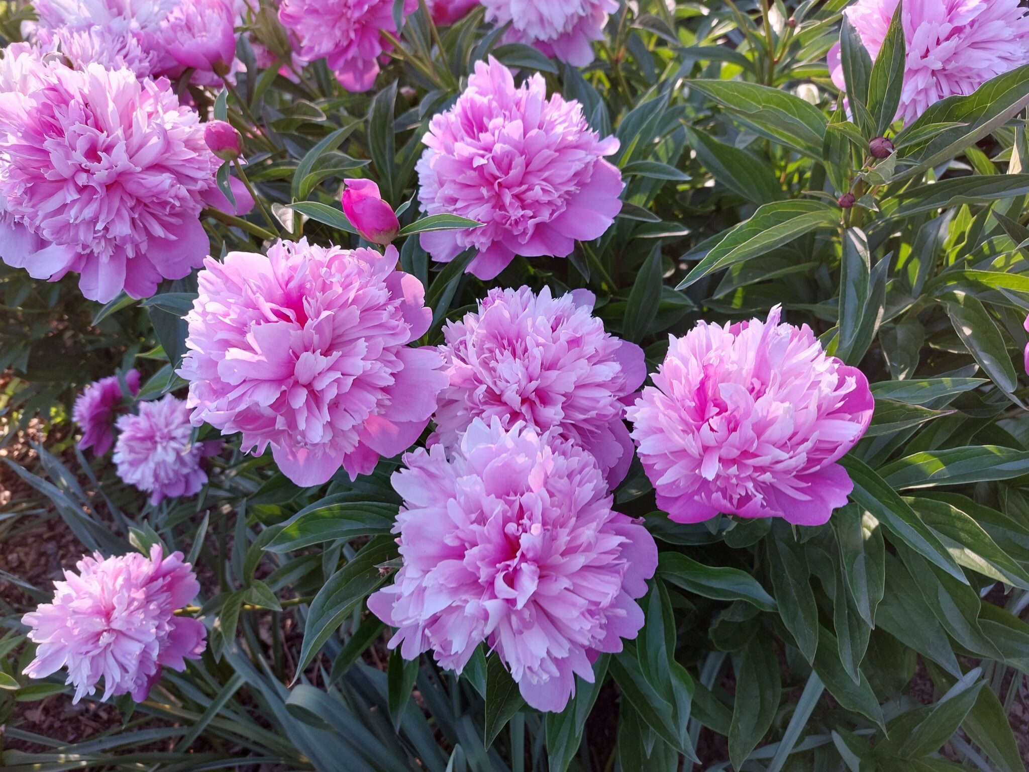 Top 5 EasytoGrow Perennials for Beginner Gardeners A to Z Flowers