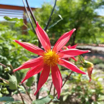 A Guide to Growing and Caring For Dahlias