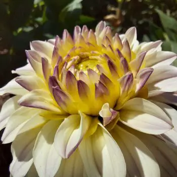 Dahlia Flower Meaning, Symbolism and History