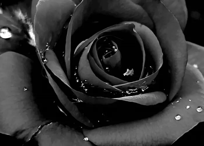 The Curious Meaning of Black Roses