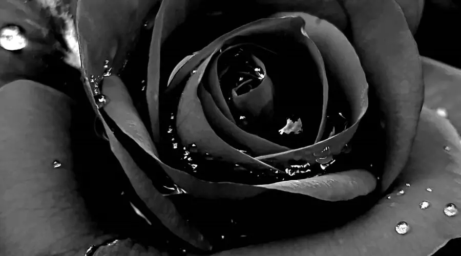 The Curious Meaning of Black Roses