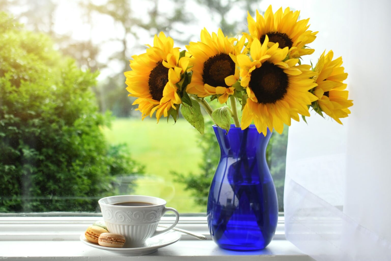 How to Grow Your Own Sunflowers Indoors A to Z Flowers