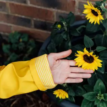 How to Grow Your Own Sunflowers Indoors