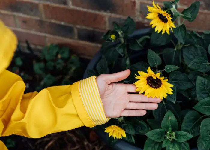 How to Grow Your Own Sunflowers Indoors