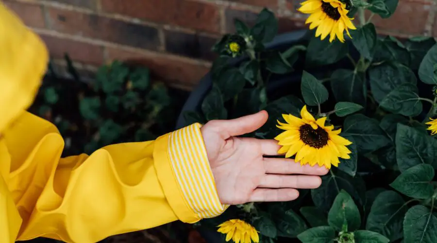 How to Grow Your Own Sunflowers Indoors