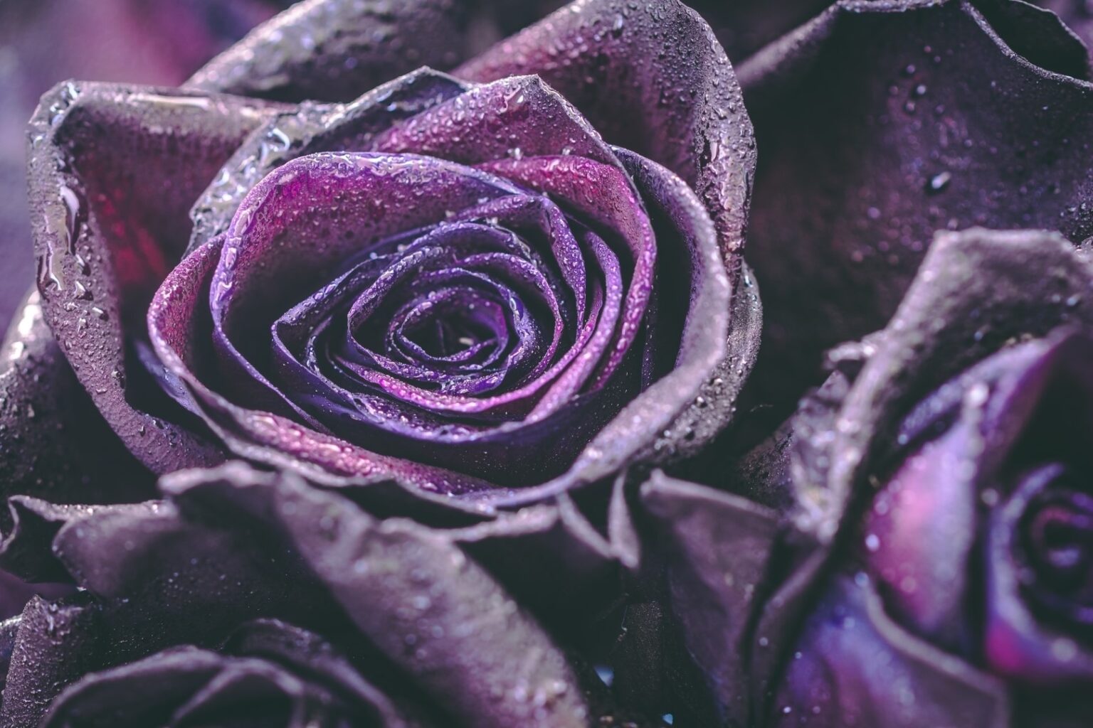 The Curious Meaning of Black Roses A to Z Flowers