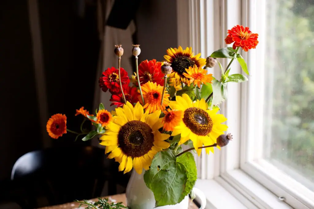 How to Grow Your Own Sunflowers Indoors A to Z Flowers